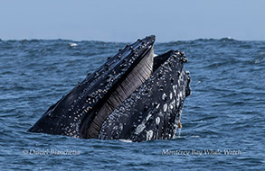 a whale jumping out of the water