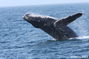 a whale jumping out of the water