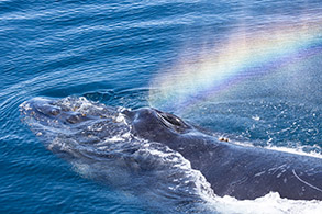 an animal swimming in the water