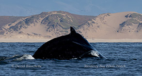 a whale jumping out of the water with a mountain in the background