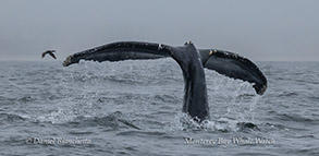 a whale jumping out of the water