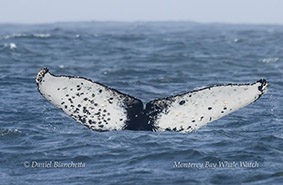 a whale jumping out of the water