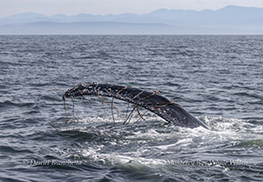 a whale jumping out of the water