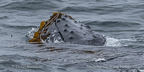 water next to the ocean