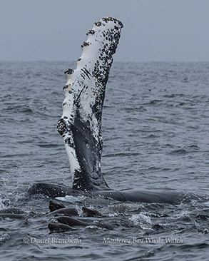 a bird swimming in water next to the ocean