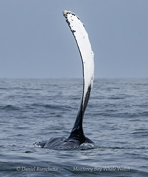 a bird flying over a body of water