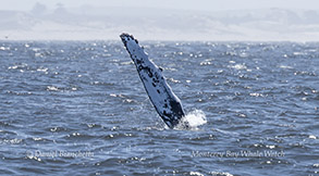 a whale jumping out of the water