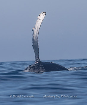 a whale jumping out of the water