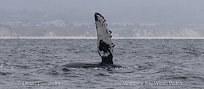 a whale jumping out of the water