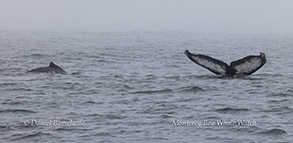 a large body of water