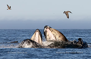 a flock of seagulls flying over a body of water