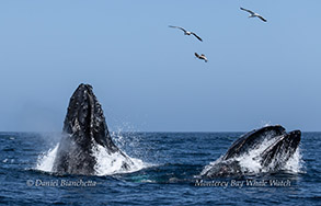 a flock of seagulls flying over a body of water