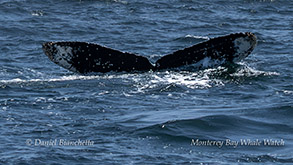 a whale jumping out of the water
