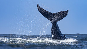 a whale jumping out of the water