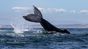 a whale's tail appearing above a body of water