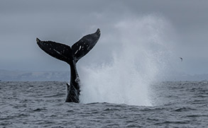 a whale jumping out of the water