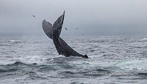 a whale jumping out of the water