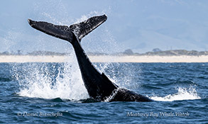 a whale jumping out of the water