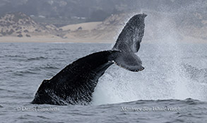 a bird flying over a body of water