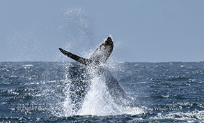 a man flying through the air while riding a wave in the ocean