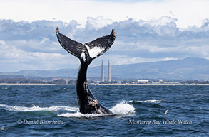 a whale jumping out of a body of water