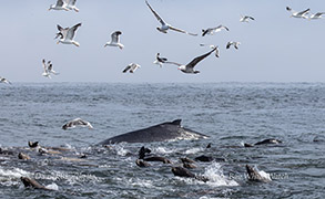 a flock of seagulls flying over a body of water