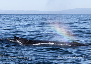 a whale swimming under water