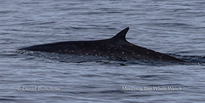 a whale jumping out of the water
