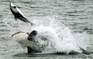 a person riding a wave on a surfboard in the water
