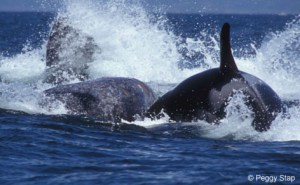 a man riding a wave on a surfboard in the water