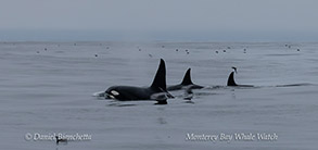 a flock of seagulls flying over a body of water