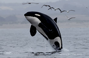 a bird flying over a body of water