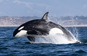 a dolphin jumping out of the water