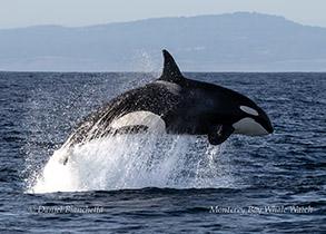 a whale jumping out of the water