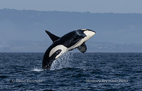 a killer whale breaching on a body of water