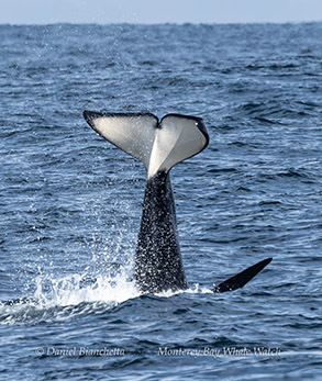 a whale's tail seen above the water