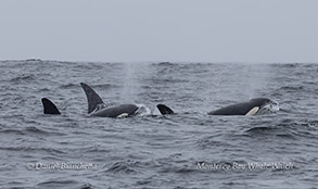 an animal swimming in the ocean