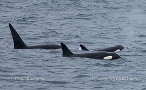 a bird flying over a body of water