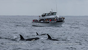 a boat floating on a body of water
