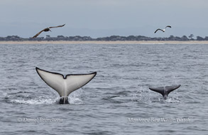 a bird flying over a body of water