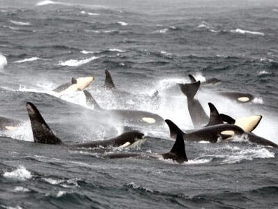a bird flying over a body of water