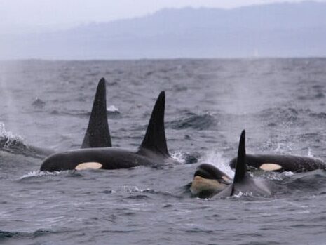 a dolphin jumping out of the water