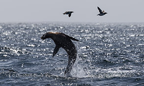 a bird flying over a wave in the ocean