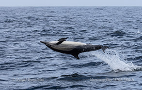 a bird flying over a body of water