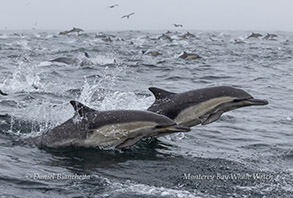 a dolphin jumping out of the water
