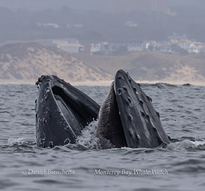a whale jumping out of the water