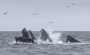 a flock of seagulls flying over a body of water