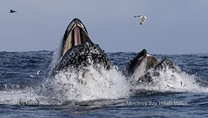 whales jumping out of the water