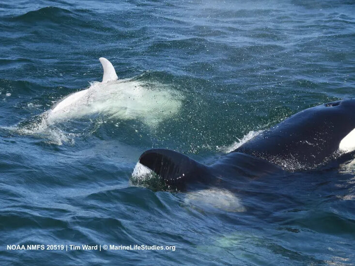 a person riding a wave on top of a body of water