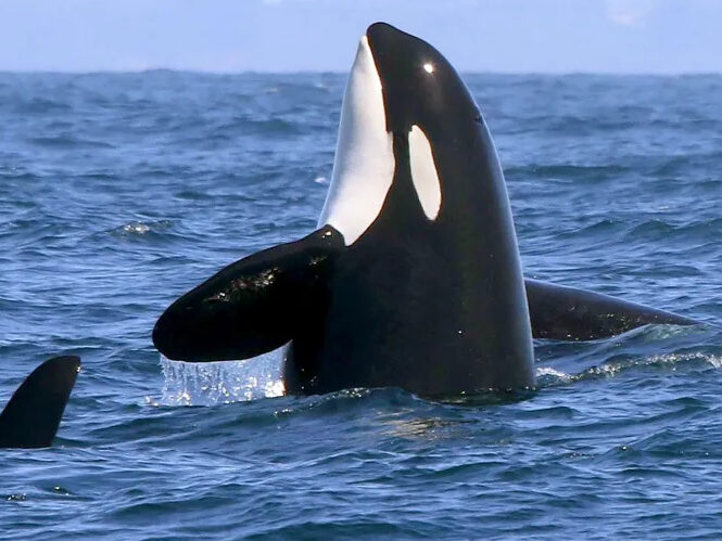a whale jumping out of the water
